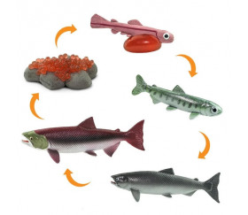 Cycle de la vie d'un saumon