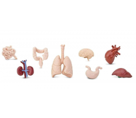Figurines organes du corps humain pour anatomie avec les enfants