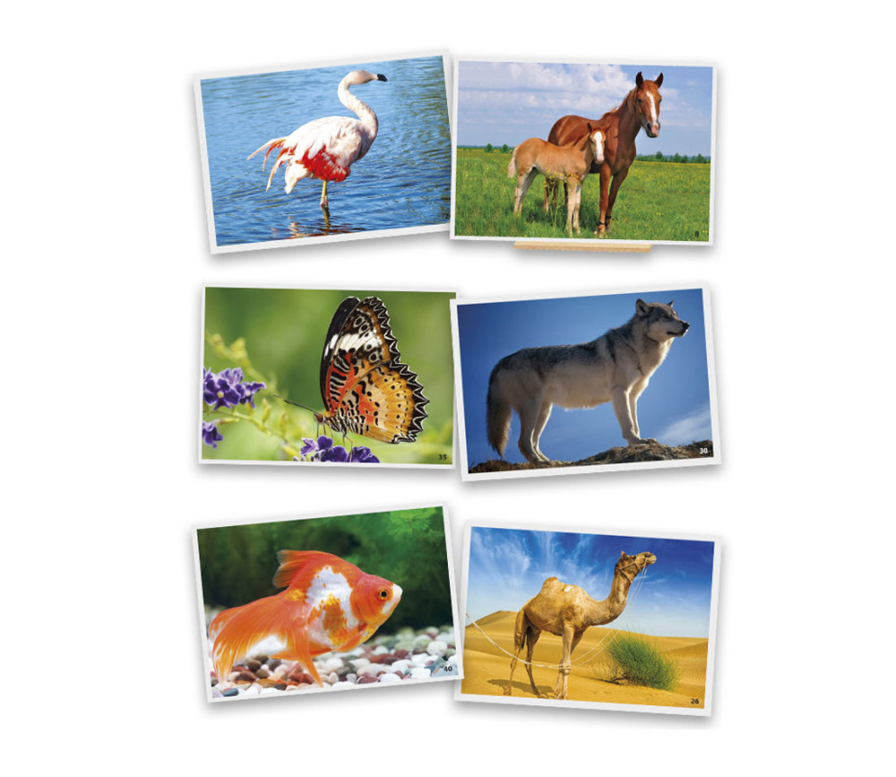 54 Fiches photos animaux pour jeux de langage. Cartes grand format