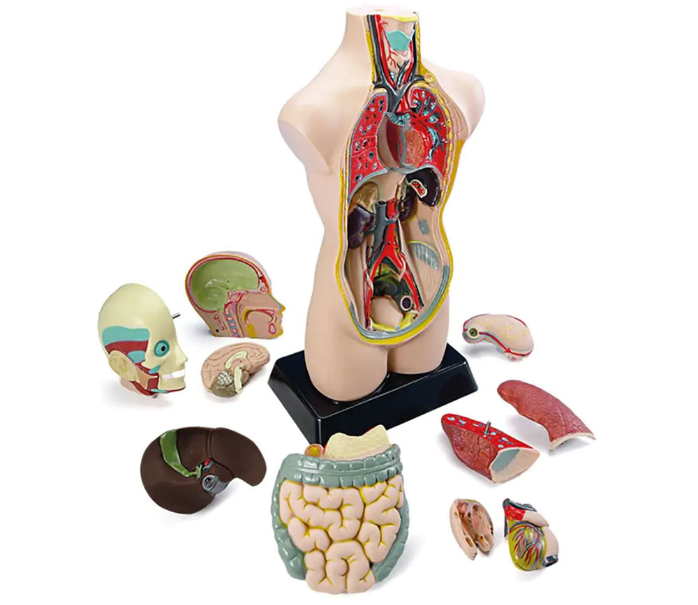 Set anatomie : Découverte du corps humain