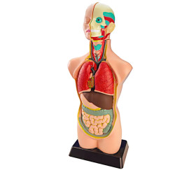 Anatomie découverte corps humain enfant intérieur organes