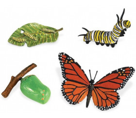 Cycle de la vie d'un papillon Monarque